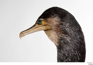  Double-crested cormorant Phalacrocorax auritus head 0001.jpg